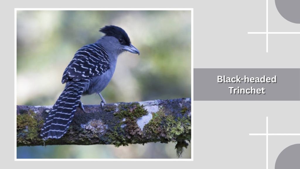Black-headed Trinchet