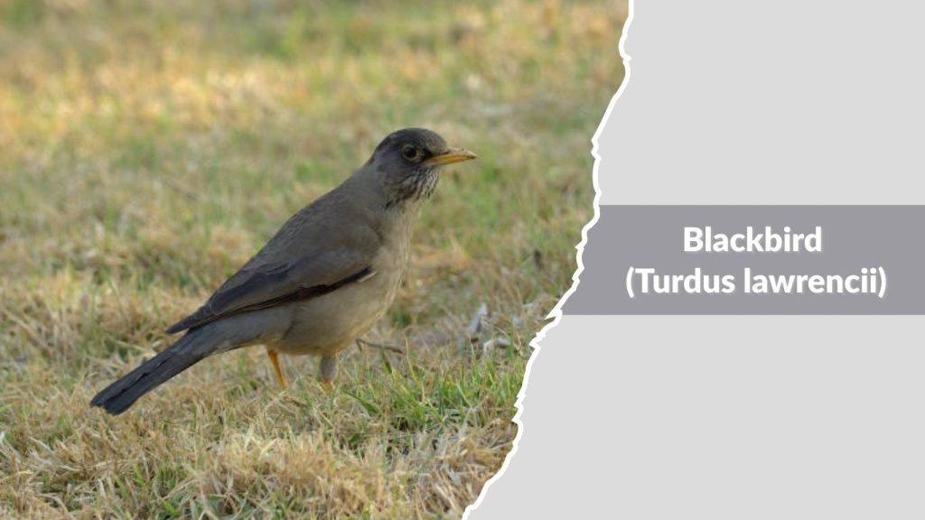 Blackbird (Turdus lawrencii)