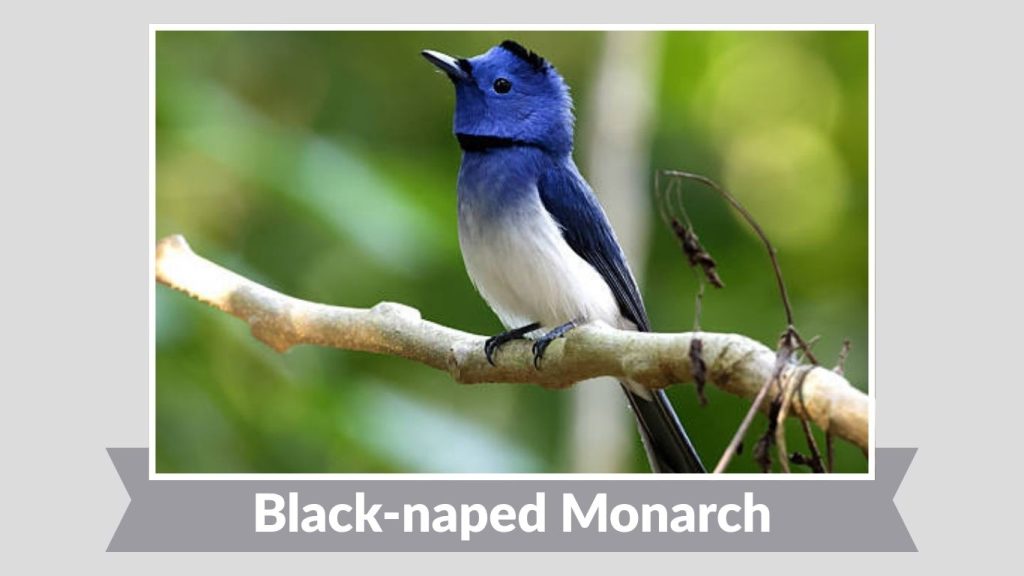Black-naped Monarch