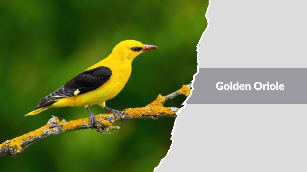 Golden Oriole