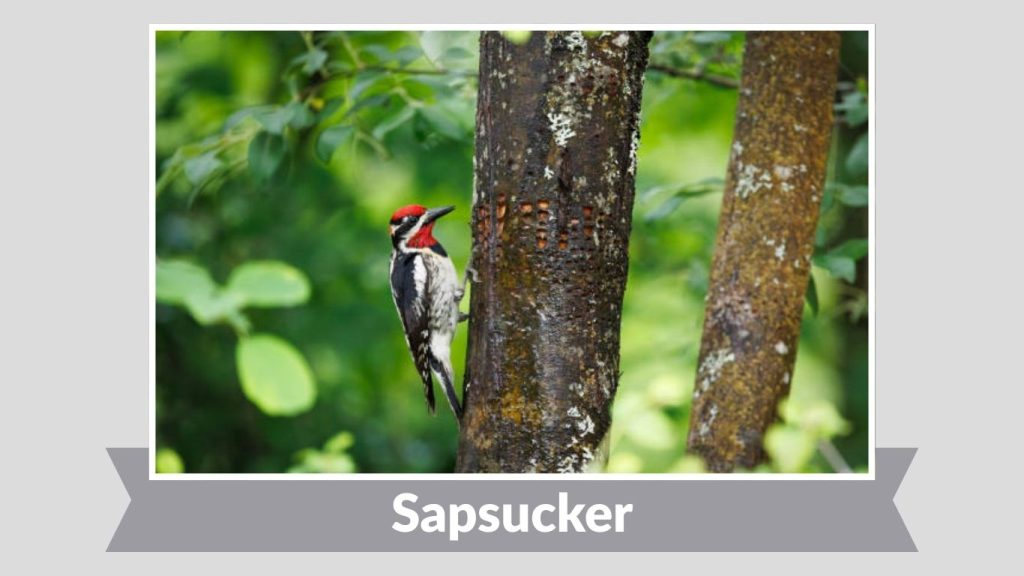  Sapsucker