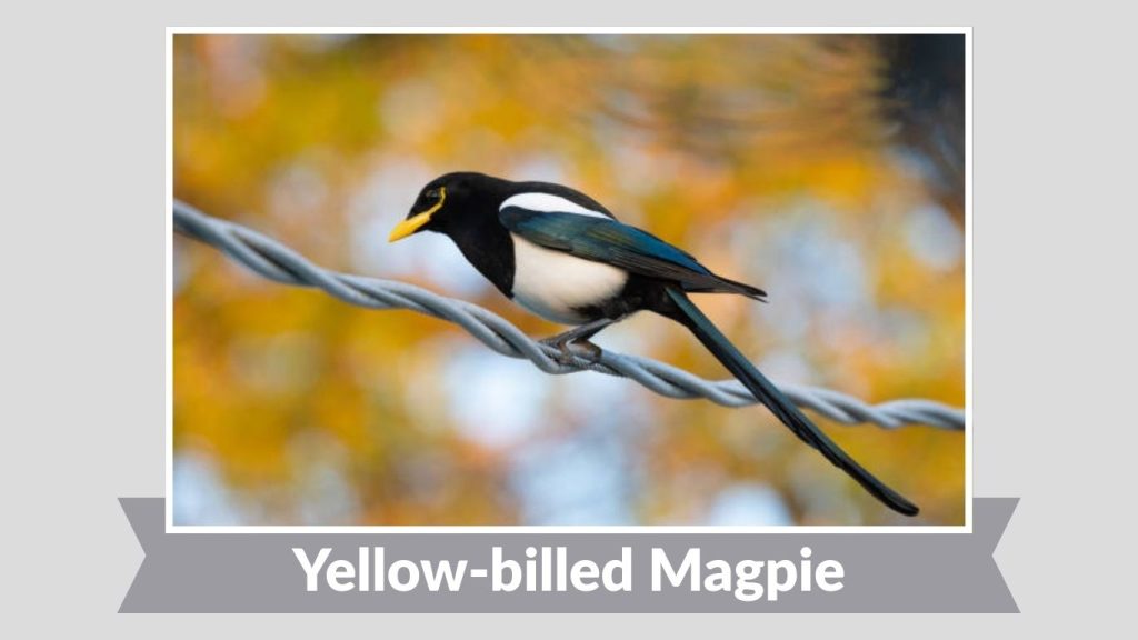 Yellow-billed Magpie