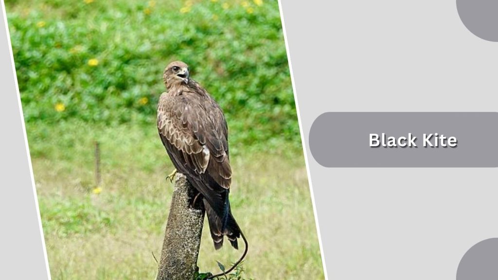  Black Kite