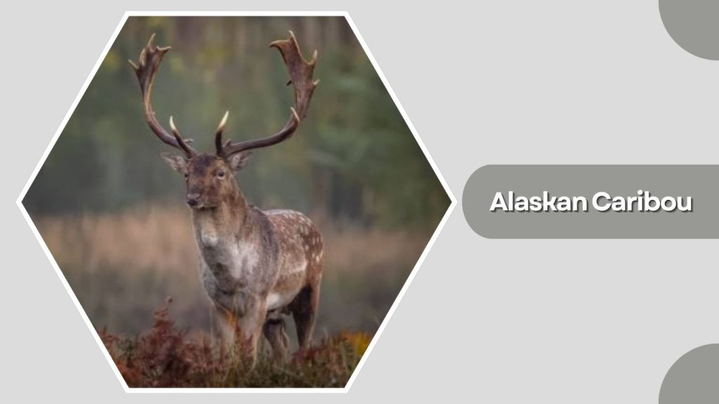 Alaskan Caribou