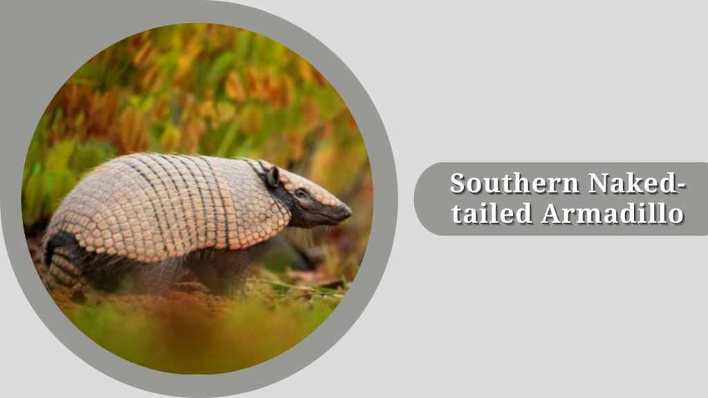 Southern Naked-tailed Armadillo