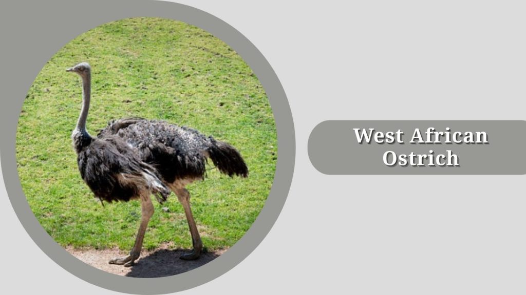 West African Ostrich