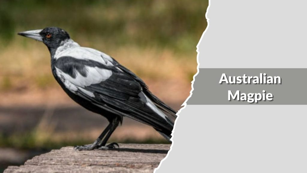 Australian Magpie 