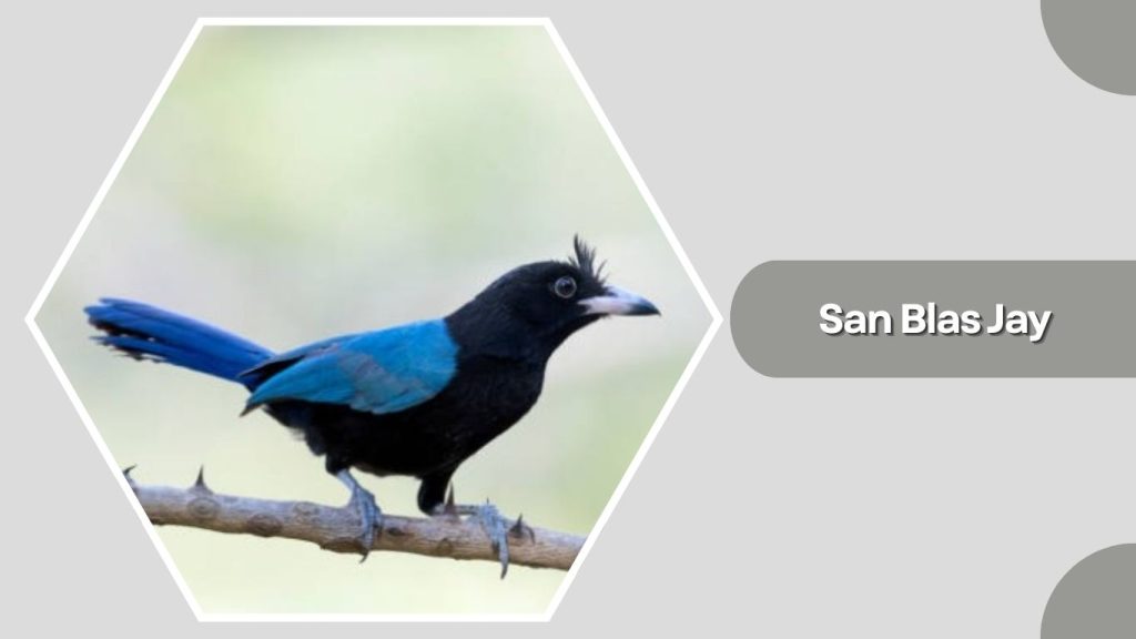 San Blas Jay 