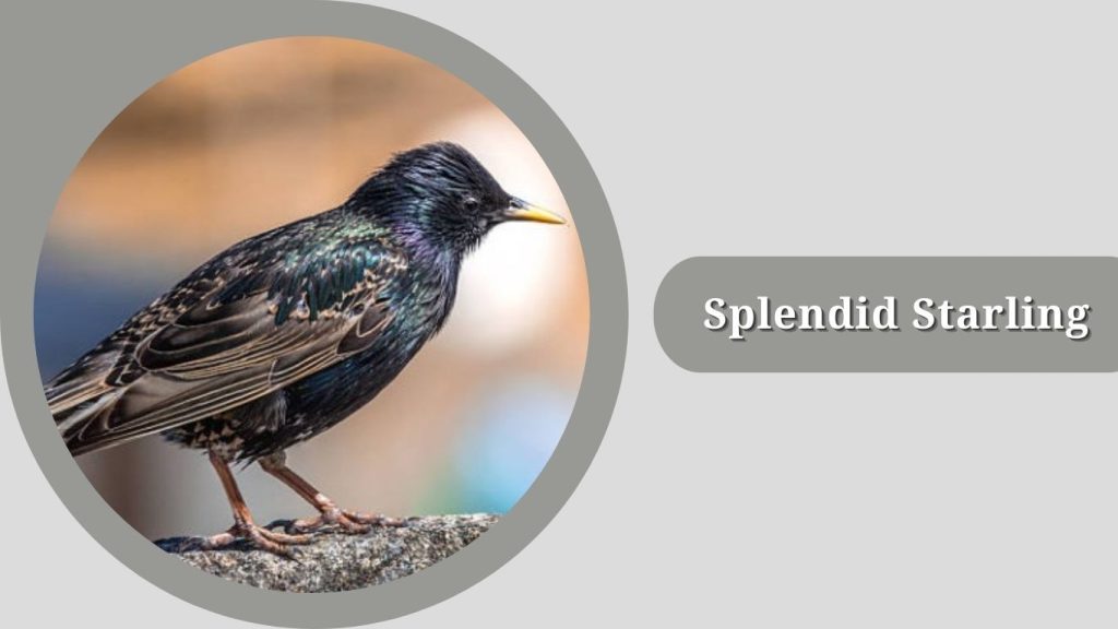  Splendid Starling