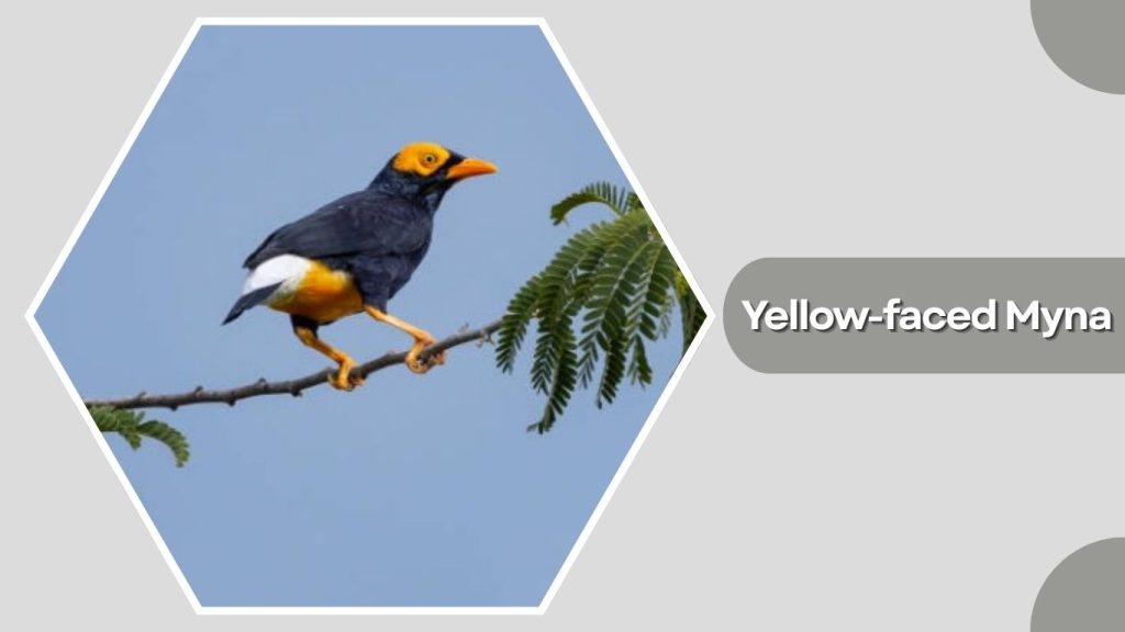 Yellow-faced Myna