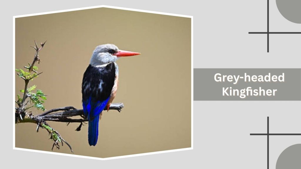 Grey-headed Kingfisher