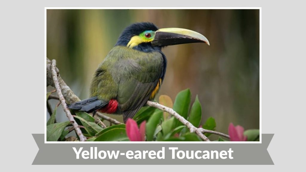 Yellow-eared Toucanet