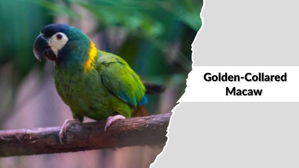 Golden-Collared Macaw