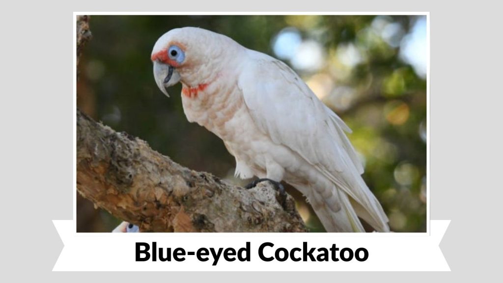 Blue-eyed Cockatoo