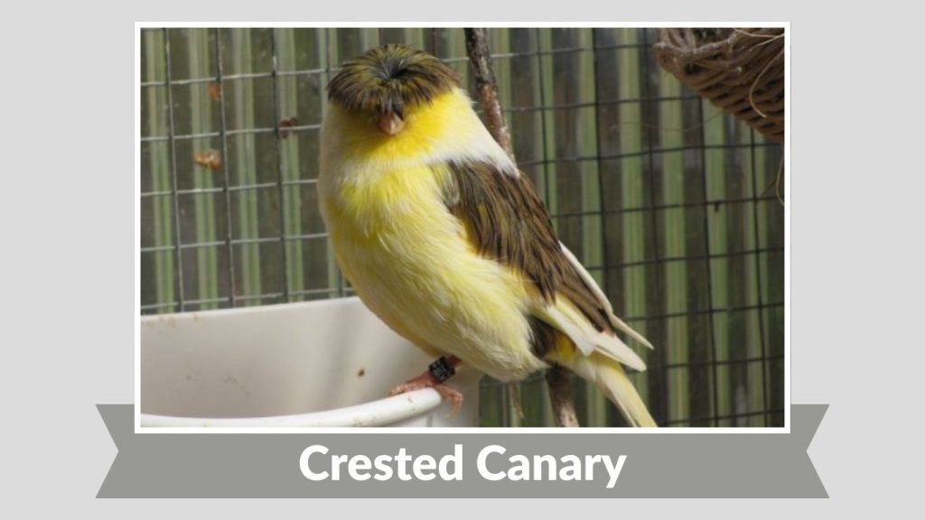 Crested Canary