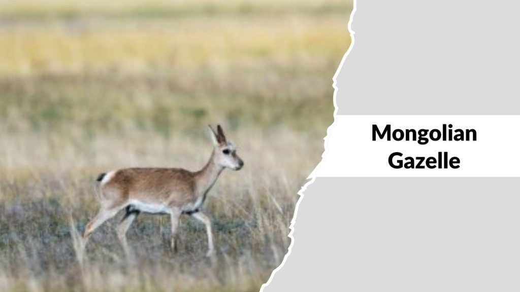 Mongolian Gazelle