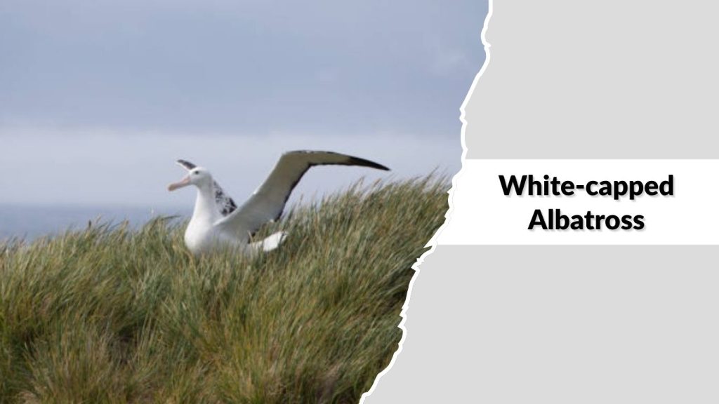 White-capped Albatross