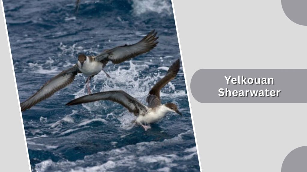 Yelkouan Shearwater