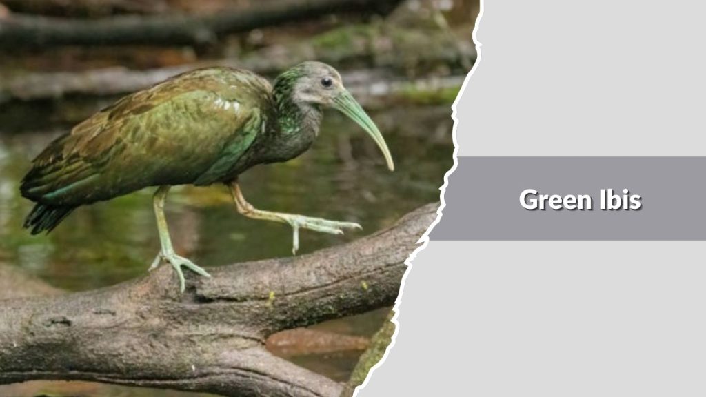 Green Ibis