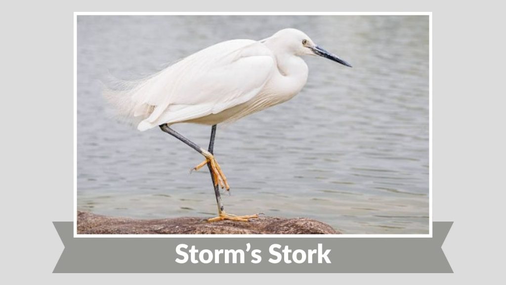 Storm’s Stork