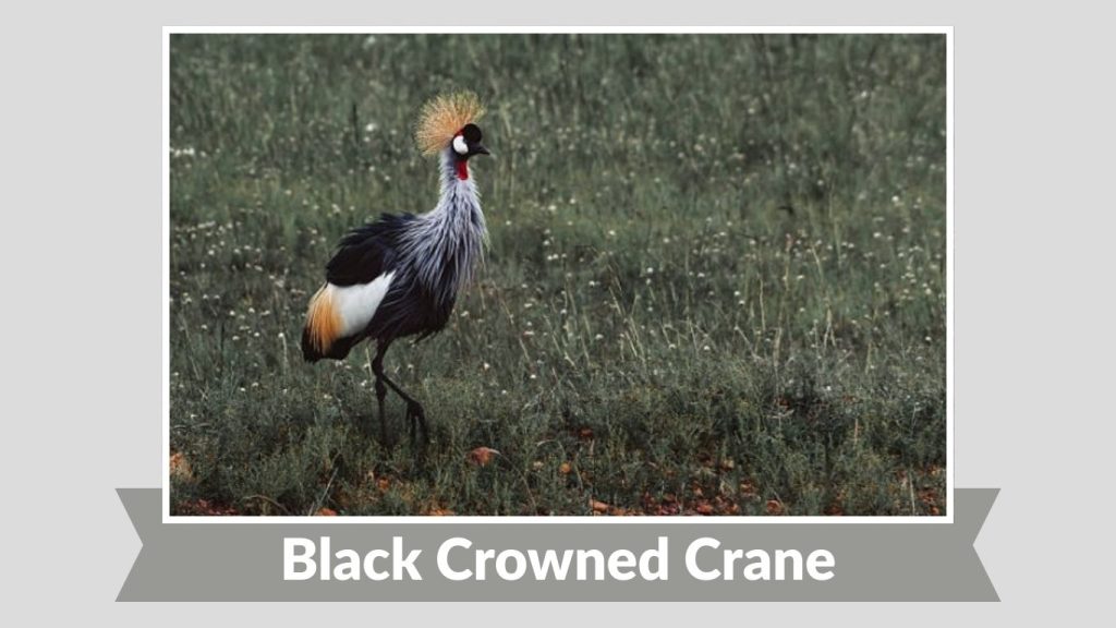Black Crowned Crane