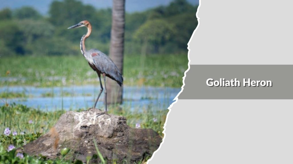 Goliath Heron
