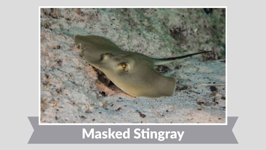 Masked Stingray