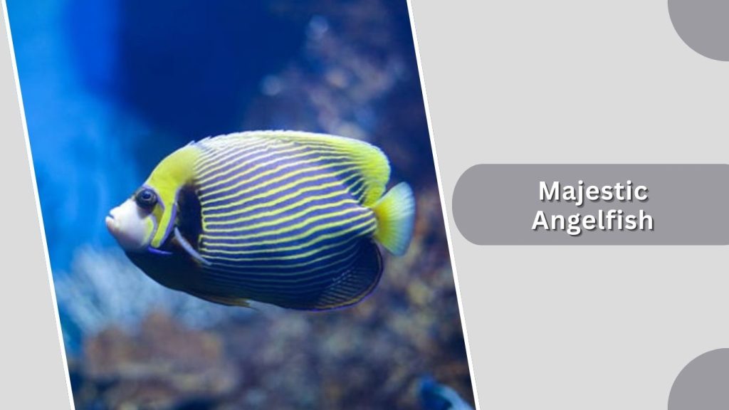 Majestic Angelfish