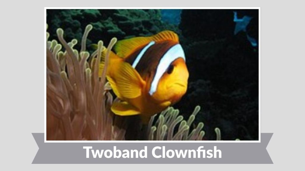 Twoband Clownfish
