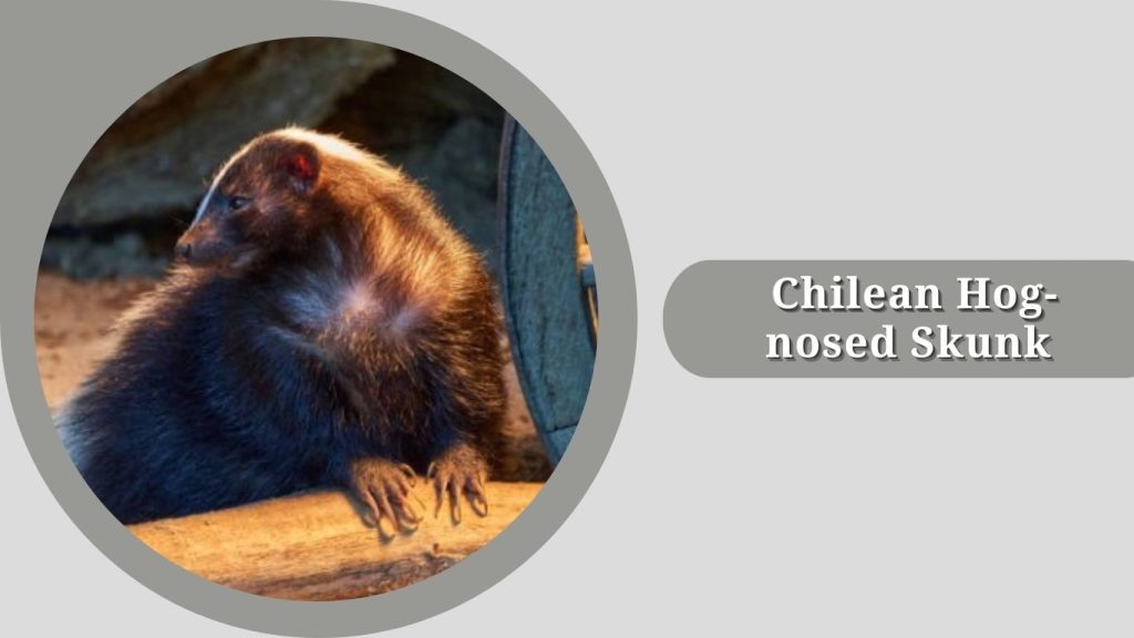 Chilean Hog-nosed Skunk
