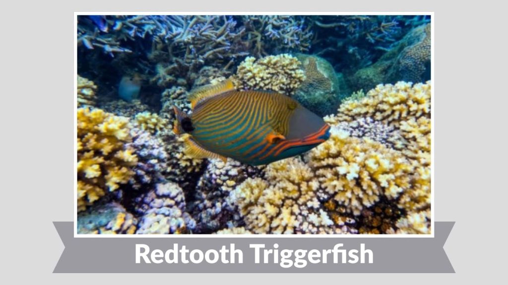  Redtooth Triggerfish