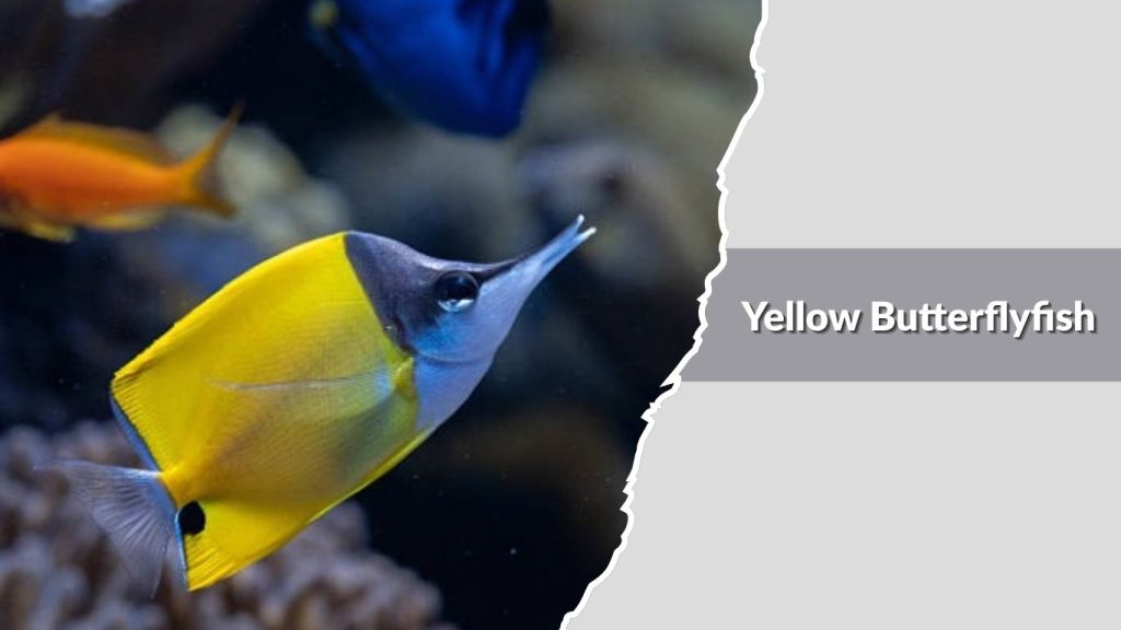  Yellow Butterflyfish