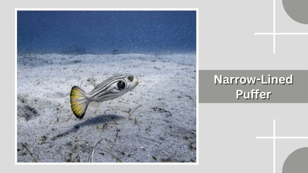 Narrow-Lined Puffer