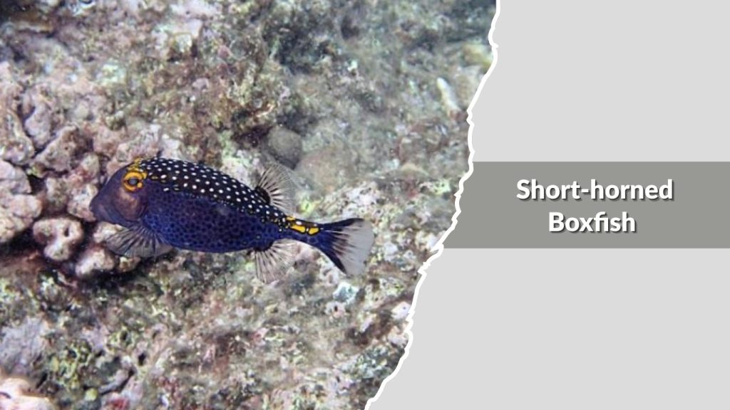 Short-horned Boxfish