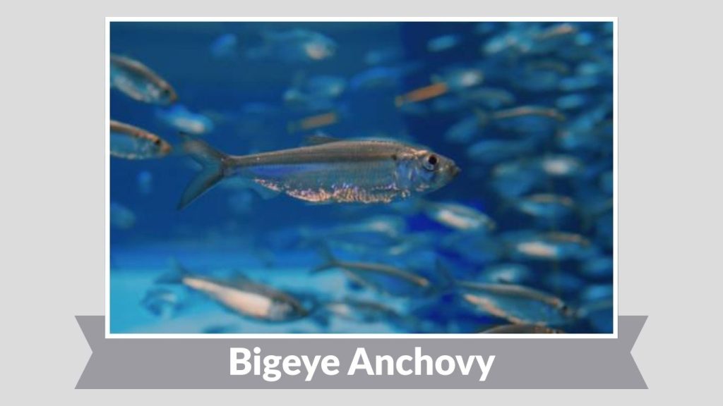 Bigeye Anchovy