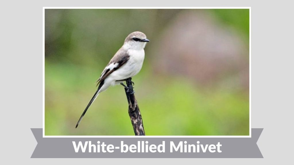 White-bellied Minivet