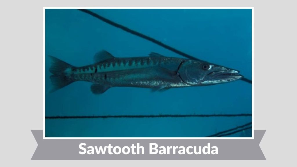  Sawtooth Barracuda