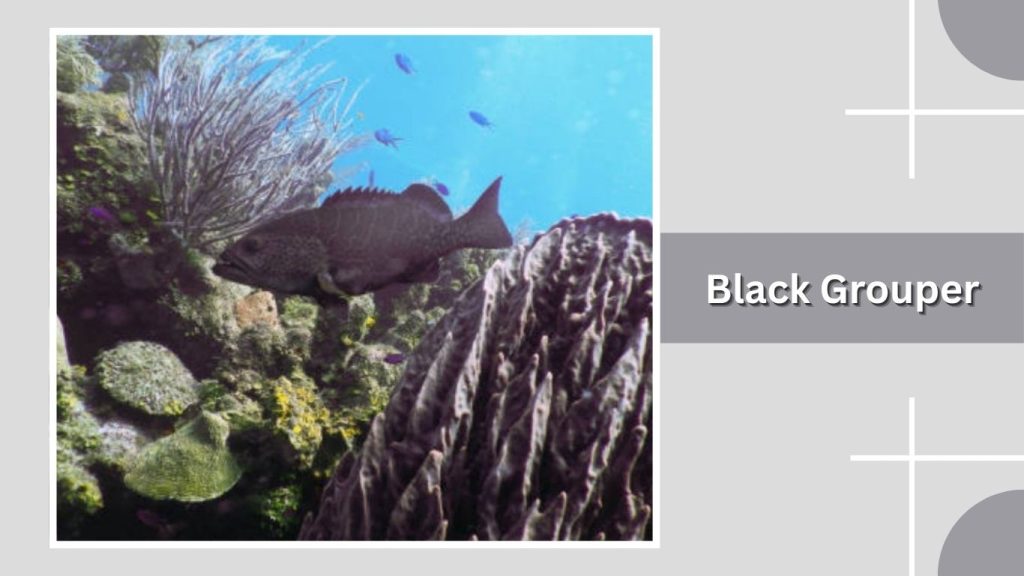  Black Grouper