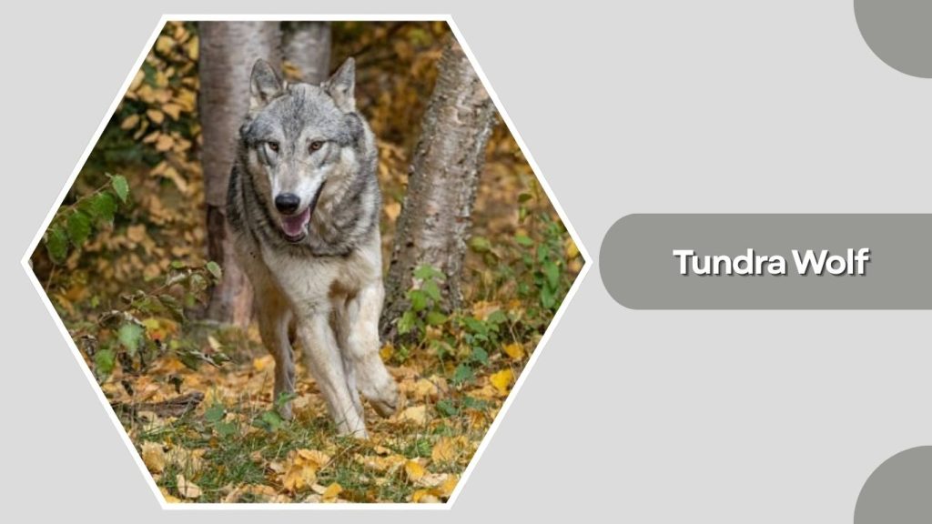 Tundra Wolf