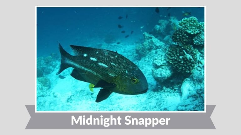 25 Types of Snapper Fish: Different Species Identification with Pictures