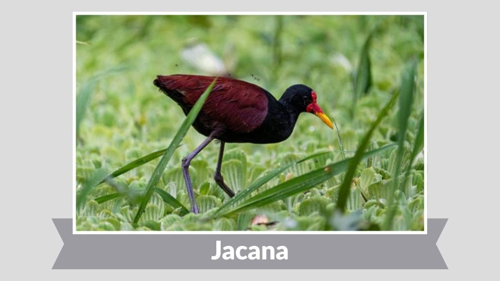 Jacana