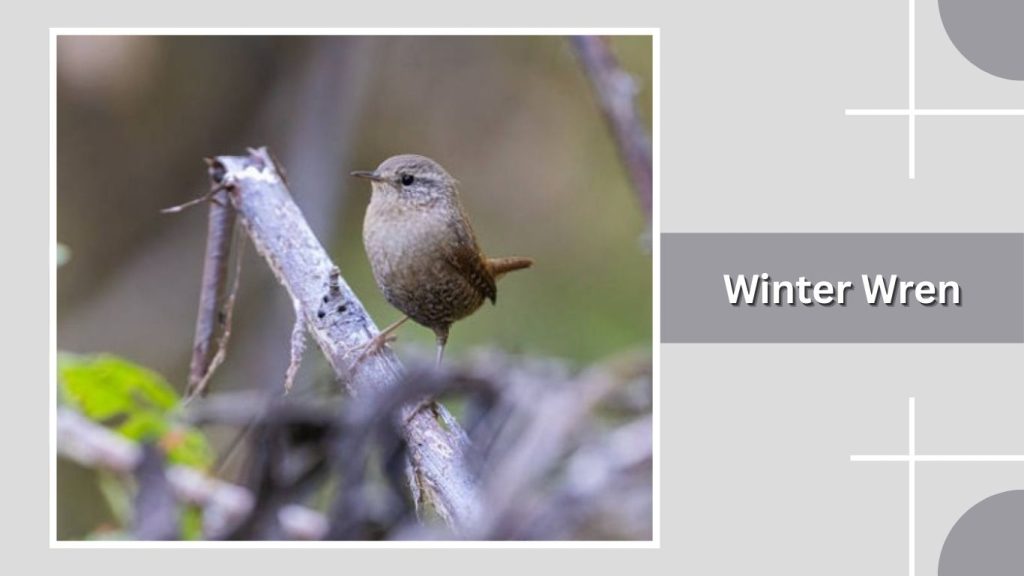 Winter Wren