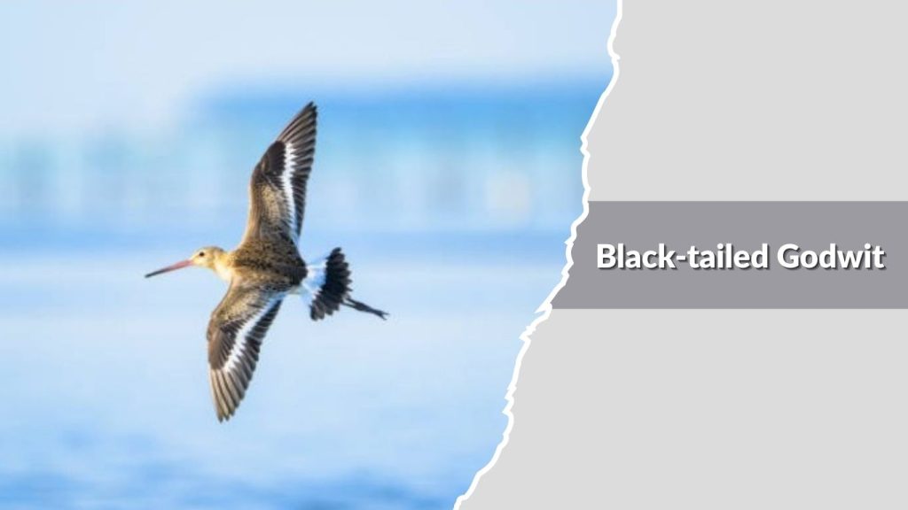 Black-tailed Godwit