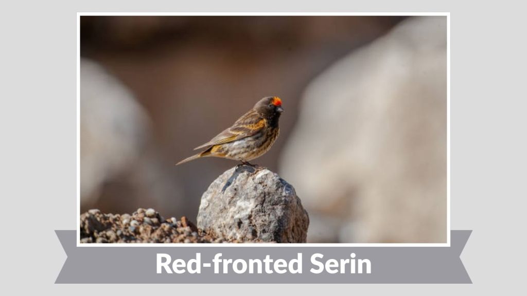 Red-fronted Serin
