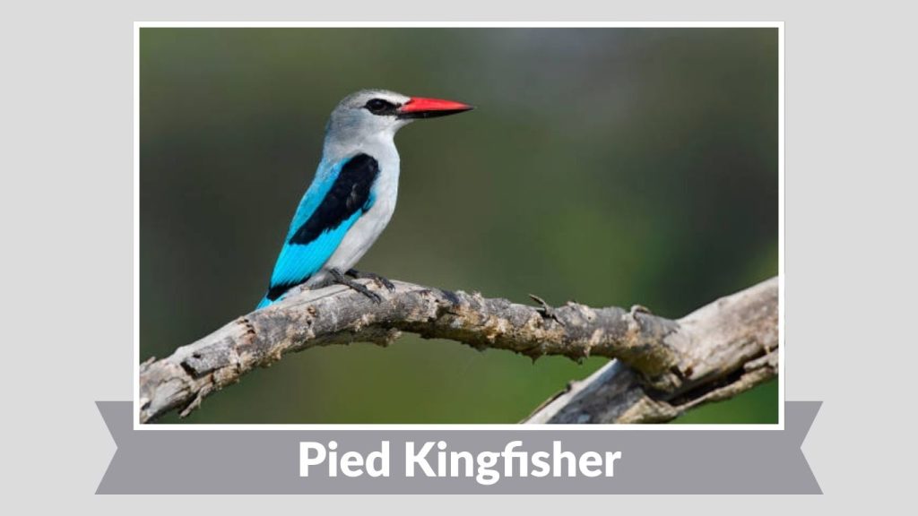Pied Kingfisher