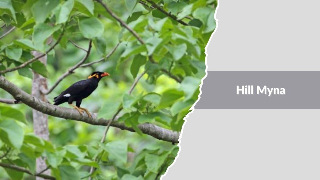 Hill Myna