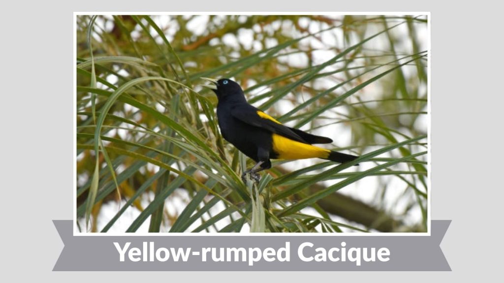 Yellow-rumped Cacique