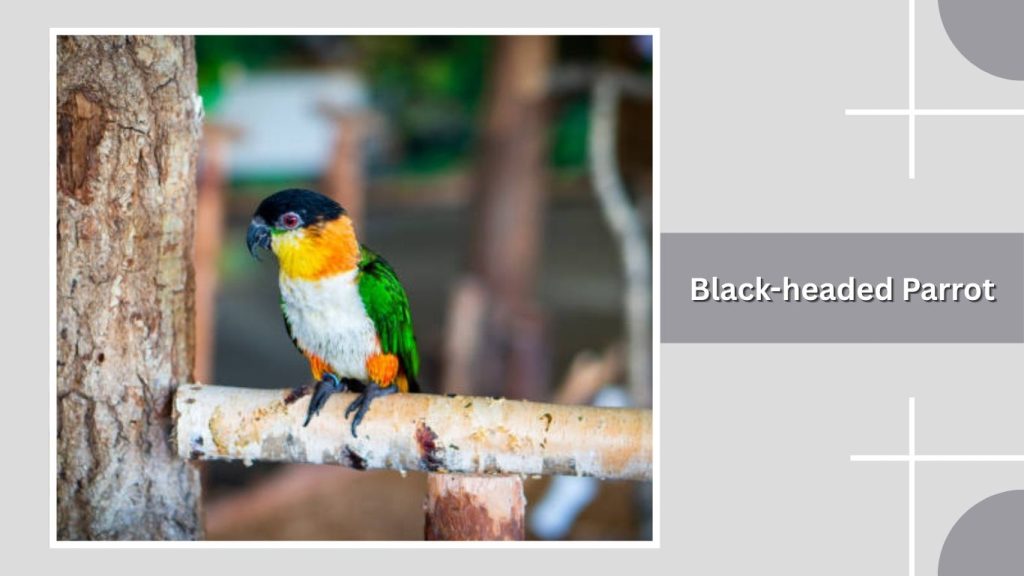Black-headed Parrot
