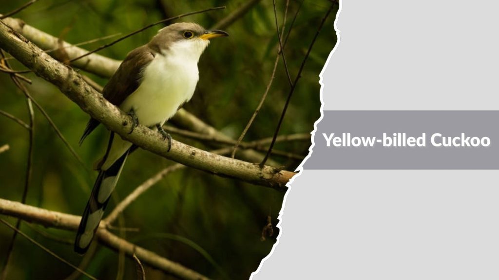 Yellow-billed Cuckoo