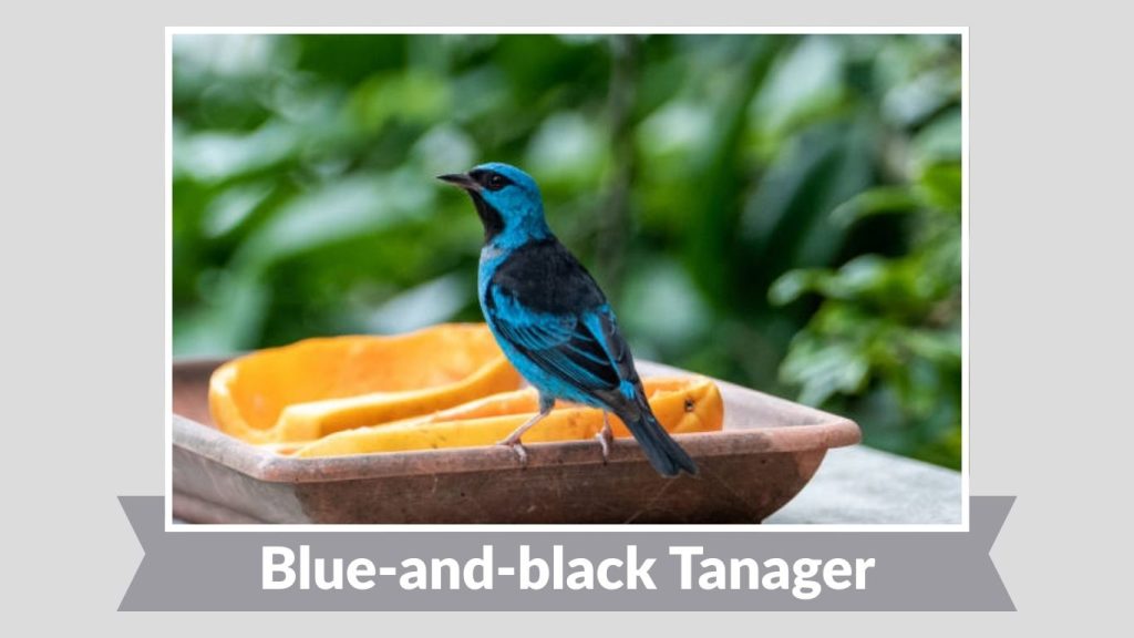 Blue-and-black Tanager